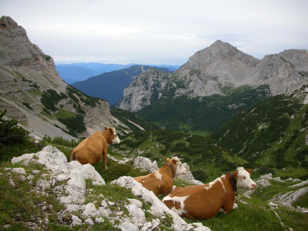 Alpotel Dolomiten โมลเวโน ภายนอก รูปภาพ